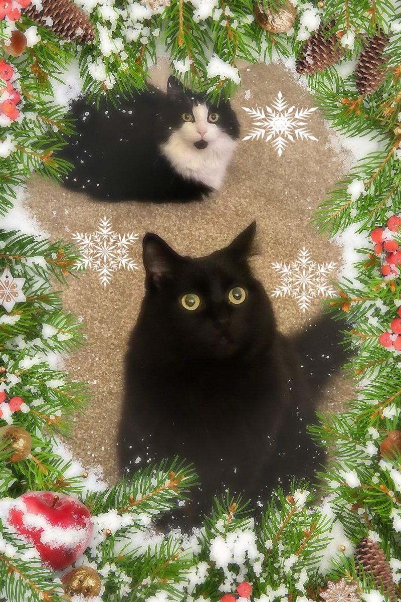 MemeCat99014509's tweet photo. #ThrowbackThursday December 11th,
2023.
โ๏ธWishing every-๐พ-dee a season
filled with warmth, comfort & good
cheer!โบ๏ธ๐๐ค๐๐โฅ๏ธโ๏ธโ๏ธ
๐ค๐ค~Sally & ๐ค~Sabrina
#CatsOfX #CatsOfTwitter #XmasCats #CatsAreFamily #AnimalLover #AlwaysBeKind #PetsOfX #CatsAreCool https://t.co/6B6tVj65eL