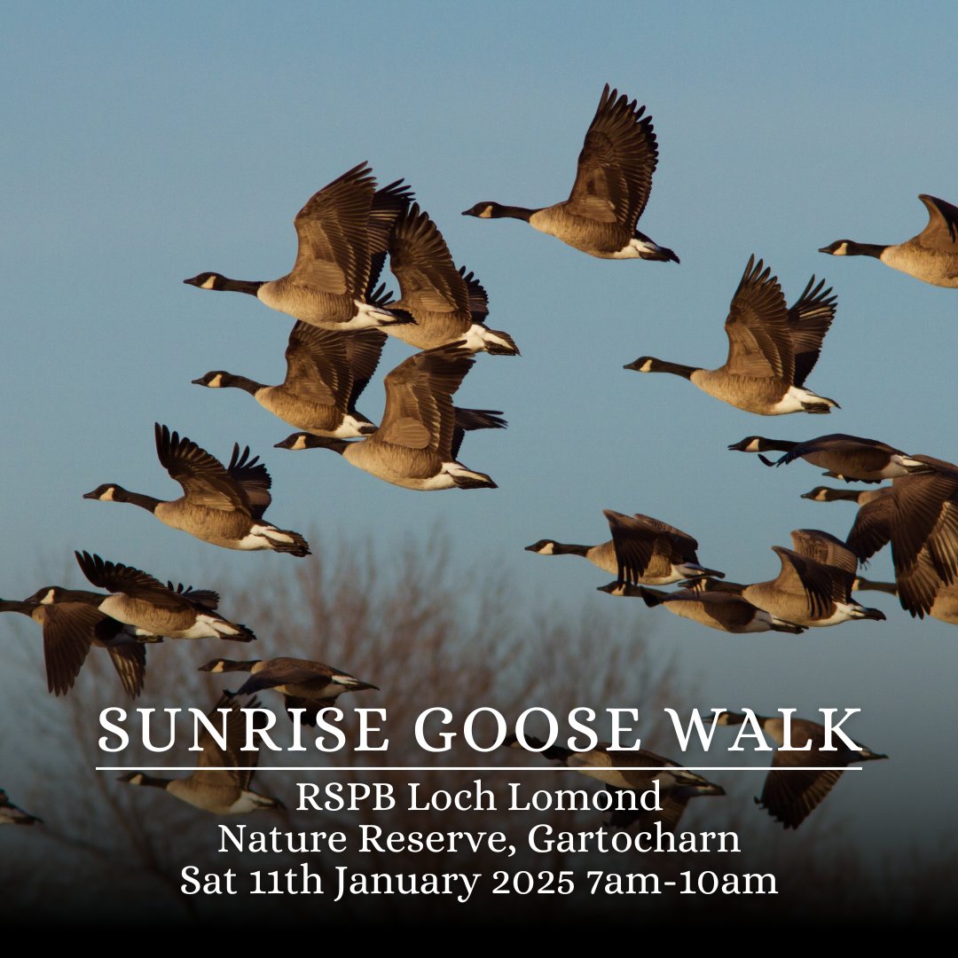 Love Loch Lomond (@lovelochlomond) on Twitter photo Brush away the cobwebs in the New Year with a Sunrise Goosewalk with <a href="/RSPBLochLomond/">RSPB Loch Lomond</a> on Sat, 11th January, from 7am-10am at RSPB Nature Reserve, Gartocharn.
Check the link on our website for more details and how to book - lovelochlomond.com/whats-happenin… Brush away the cobwebs in the New Year with a Sunrise Goosewalk with <a href="/RSPBLochLomond/">RSPB Loch Lomond</a> on Sat, 11th January, from 7am-10am at RSPB Nature Reserve, Gartocharn.
Check the link on our website for more details and how to book - lovelochlomond.com/whats-happenin…