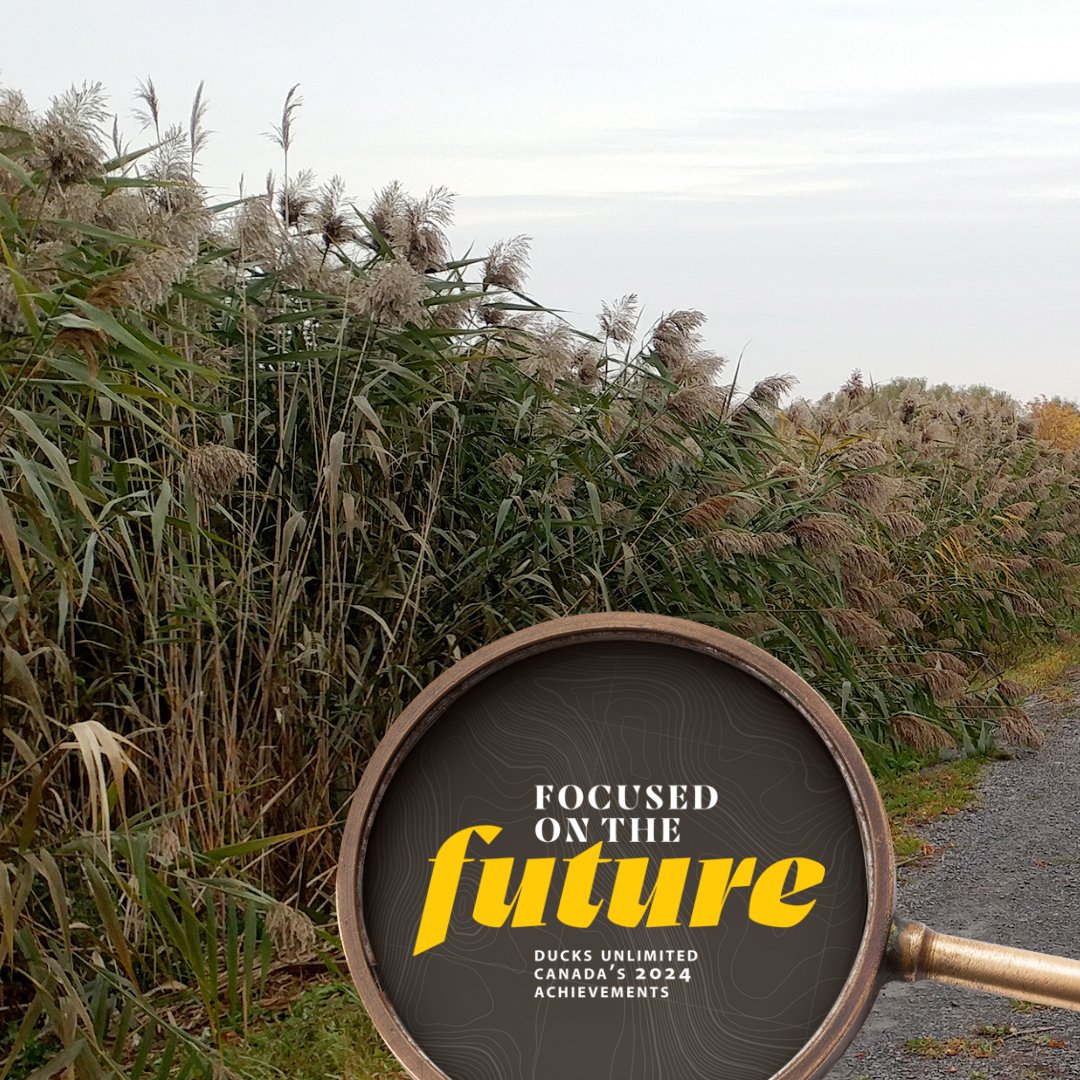 At #DUCOntario, we're working to secure a brighter future for nature by tackling #invasivespecies like Phragmites, which threaten Ontario #wetlands and #waterways. Read more in our 2024 annual report! ➡️ducks.ca/about/financia…