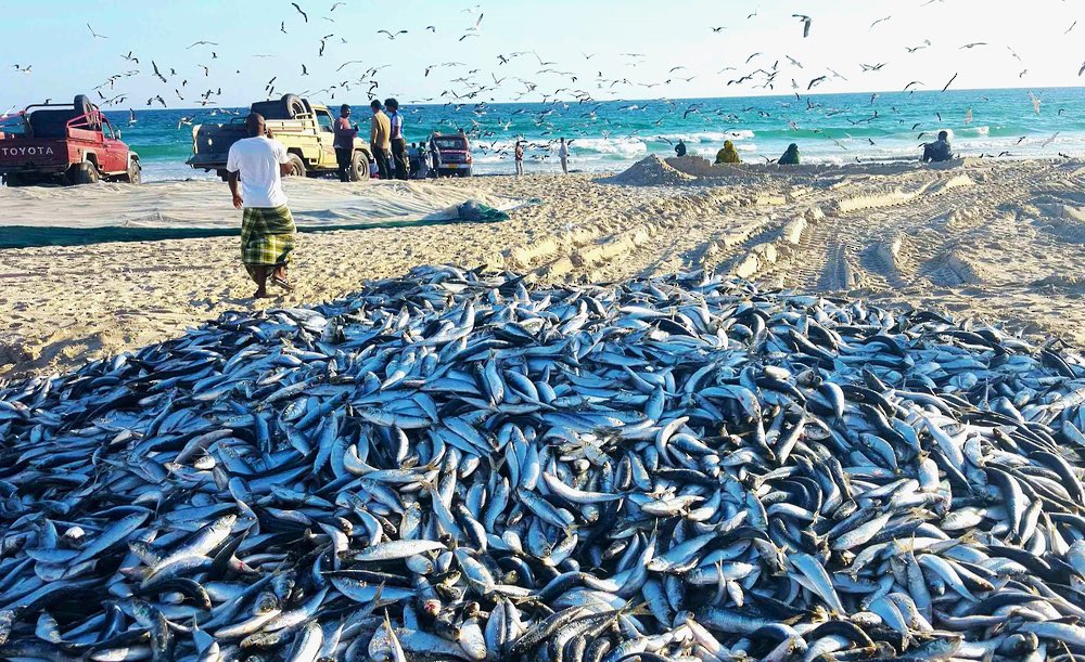 صيدُ السردين.. موروثٌ تقليديٌّ ومورد اقتصاديٌّ للصيادين بمحافظة #ظفار

#ظفار_الإعلامية
#صباح_الخير