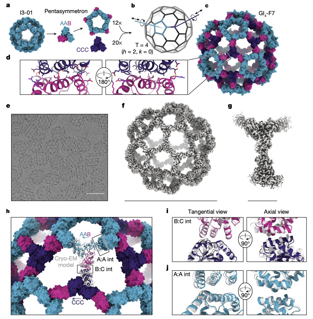 Hierarchical design of pseudosymmetric protein nanocages <a href="/Nature/">nature</a> 

🚀 New paper from David Baker!🚀

1. This study introduces a groundbreaking computational method for designing large pseudosymmetric protein assemblies, surpassing traditional symmetry constraints.

2. Researchers