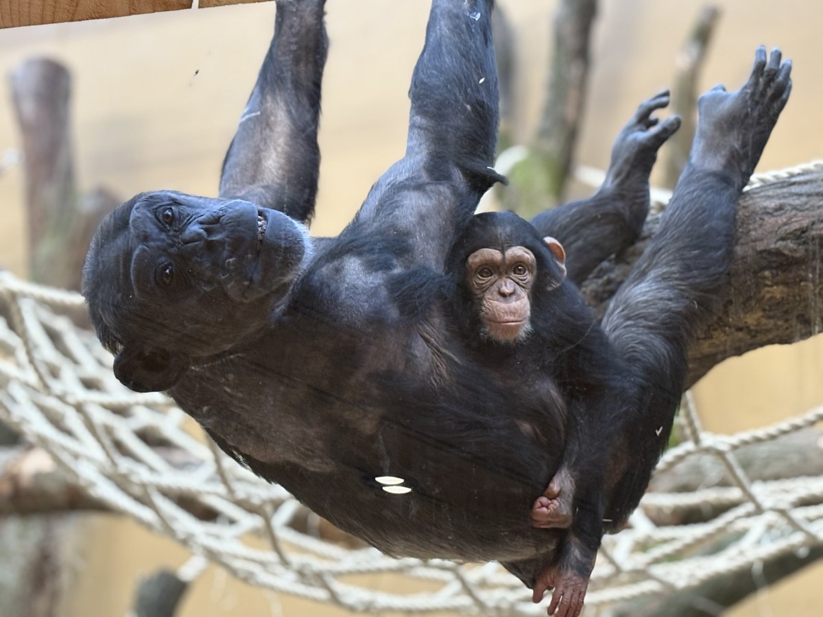 Mariska Kret (@mariskakret) on Twitter photo Achter de ogen van een chimpansee gaat een wereld vol emotie schuil. Podcast vanuit <a href="/dpamersfoort/">dpamersfoort.bsky.social</a> open.spotify.com/episode/70qtGo… <a href="/LeidenPsy/">Leiden Psychology</a> <a href="/CoPAN_Leiden/">CoPAN Lab (inactive)</a> Achter de ogen van een chimpansee gaat een wereld vol emotie schuil. Podcast vanuit <a href="/dpamersfoort/">dpamersfoort.bsky.social</a> open.spotify.com/episode/70qtGo… <a href="/LeidenPsy/">Leiden Psychology</a> <a href="/CoPAN_Leiden/">CoPAN Lab (inactive)</a>