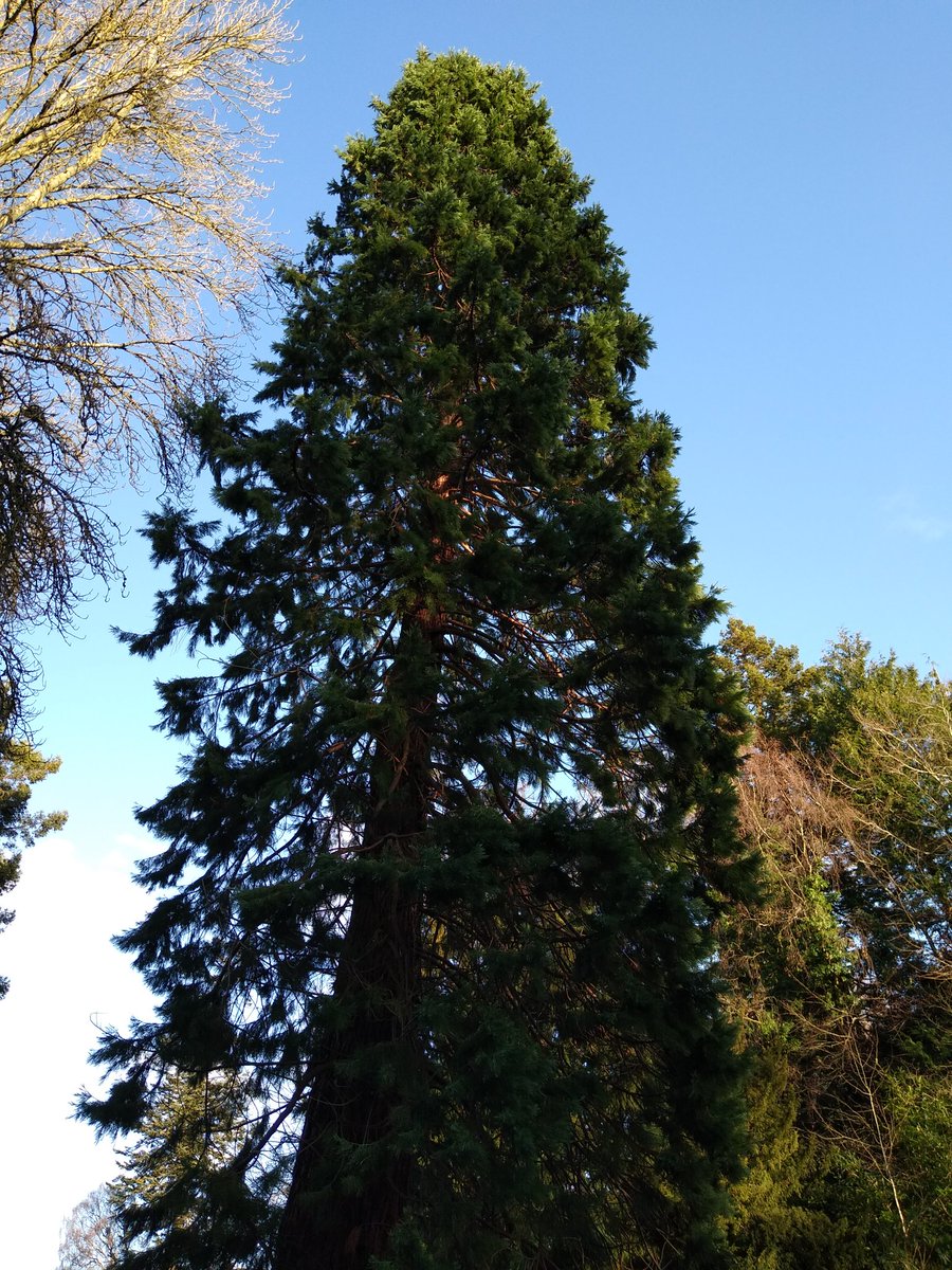 AndrewJohnster's tweet photo. Long walk today.
Trees.
Lovely, bright, much cooler.
#OneWalkADay
🥰
Not been the best this week. Oncology appmt yesterday added with Xmas anxiety, son has never got it and the change in routine makes for a bit of a downer.
Oncology was good in so much treatment has been decided. https://t.co/02SxX1w7gq