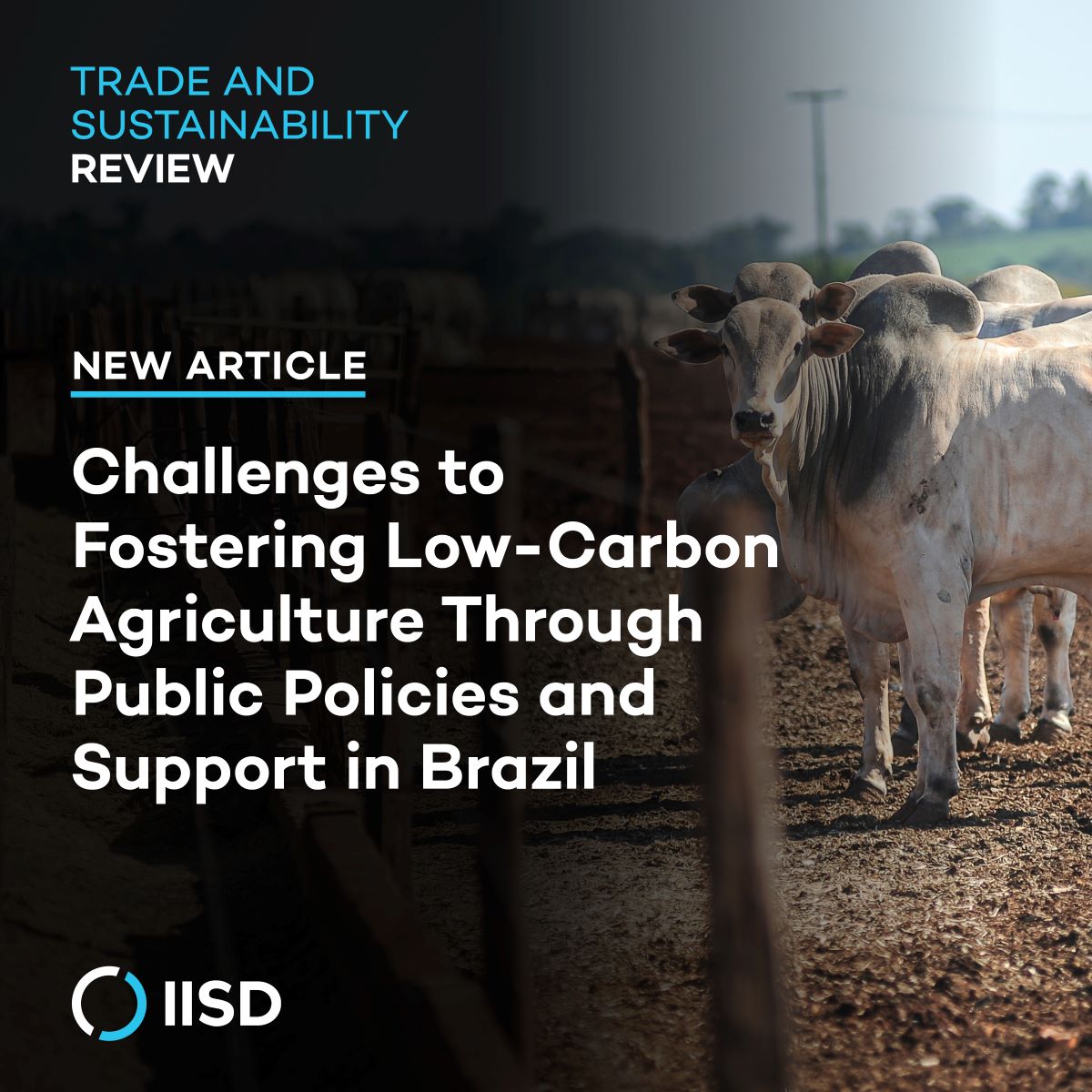 Brazil’s agricultural productivity has been rising, making low-carbon agriculture 🗝️ to building resilience 🌱

Agroicone’s Leila Harfuch, Rodrigo C. A. Lima &amp; Gustavo Dantas Lobo explore how these policies can balance production with conservation goals ⚖️ bit.ly/3VwAQLT