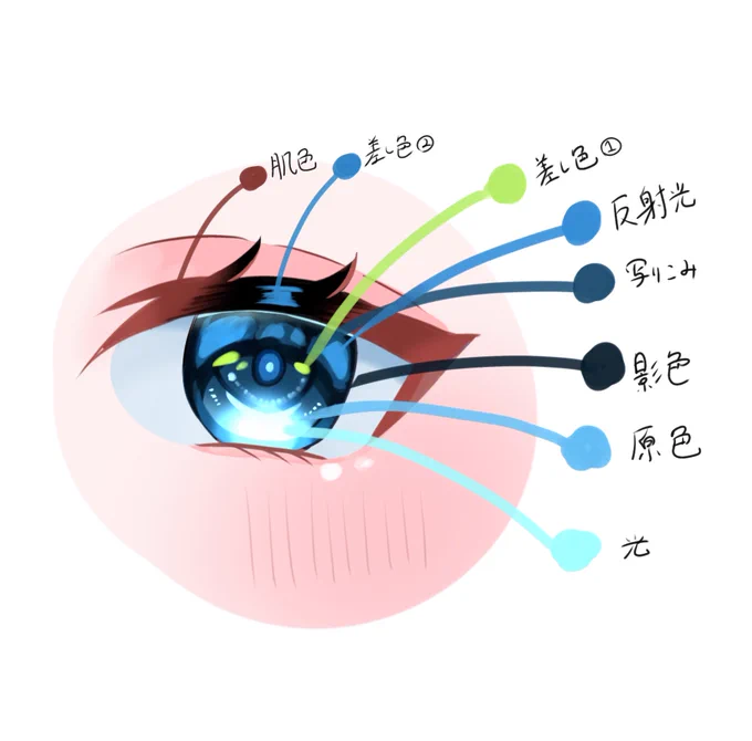 目の解説 