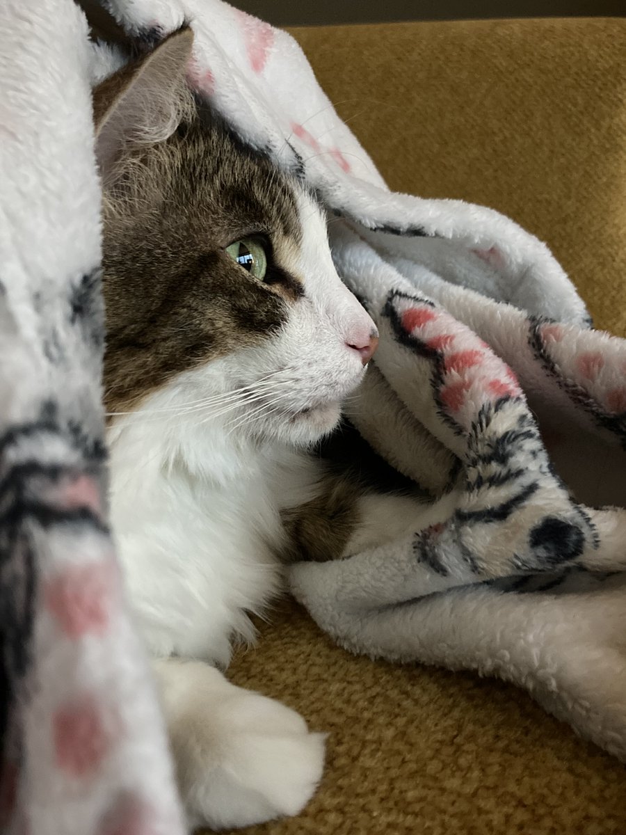 WritingDD2R's tweet photo. My little writing buddy, Winston. <3 I can't sit down without him finding some way to be close to me. <3
#writingbuddy #catsoftwitter #freelancewriter https://t.co/KIr1uO1Kuf