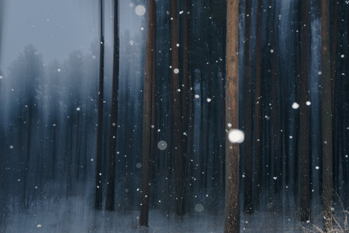 IriArbor's tweet photo. GN
Winter forest https://t.co/ctxyNHhduX