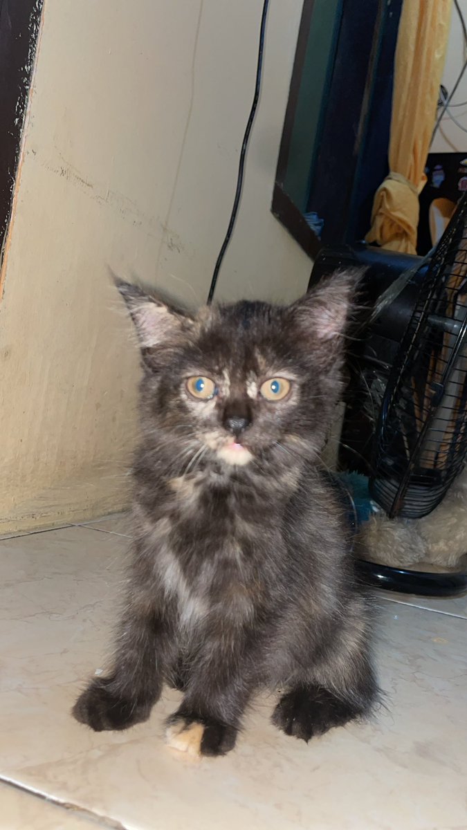 matchakitty tweet media