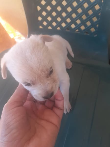 NAGUANAGUA.....En adopción tres perritas de dos meses la mama es pitbull y el papa común llamar al 0424 447 25 58 naguanagua