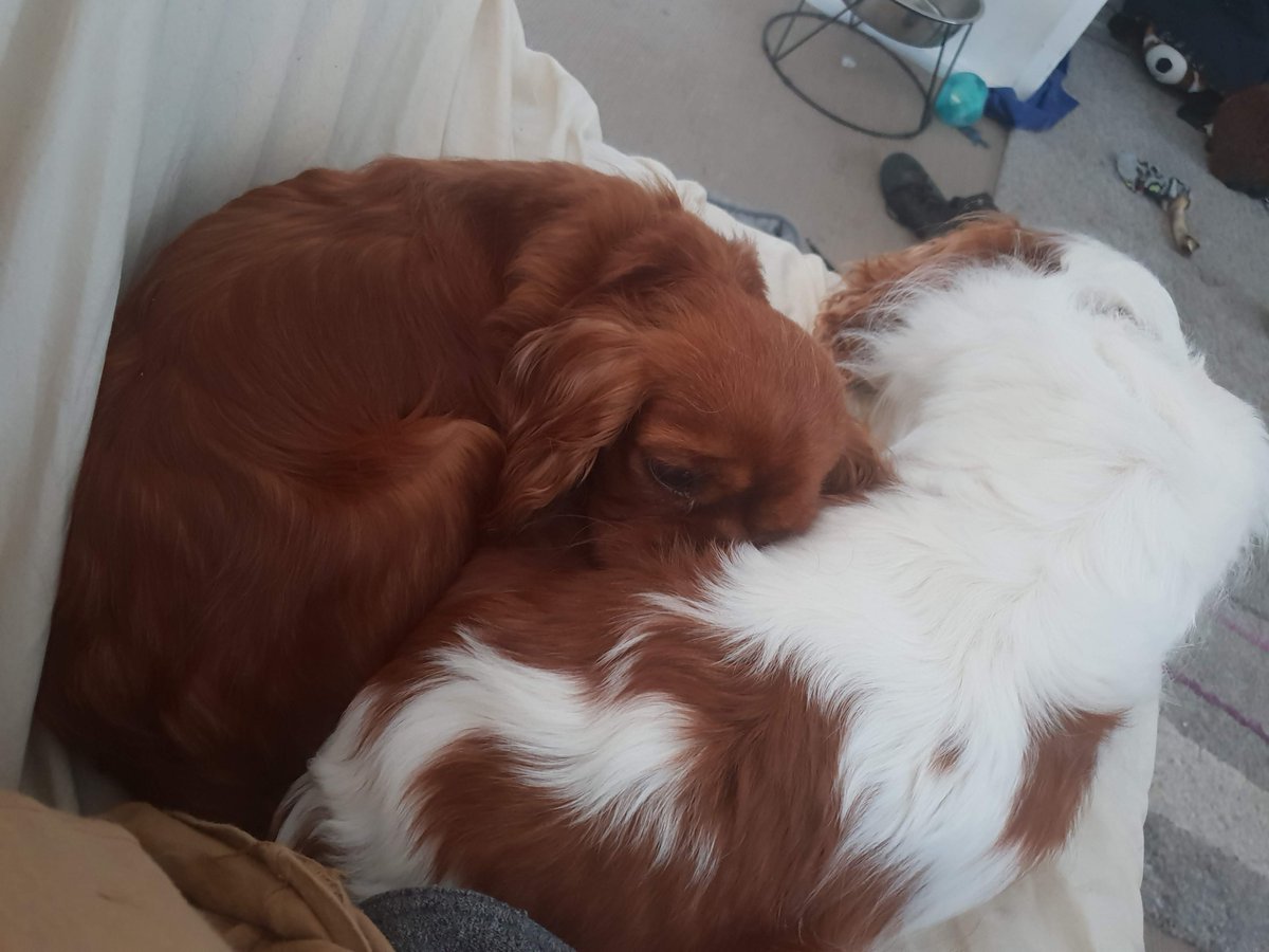 Milo (and Akira!) 🌈 love never ends ♥️ tweet media