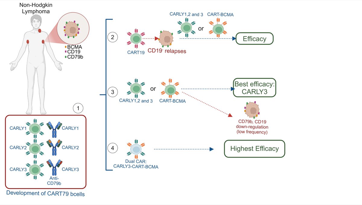 Beatriz Martin Antonio (@beatriz15995013) on Twitter photo Check out our new publication about CART-79b cells for the treatment of non-Hodgkin Lymphoma patients, and characterization of antigen target loss. <a href="/tarifa13798/">EsperanzaE</a>
<a href="/victorsanda_/">Víctor Sandá</a>
<a href="/juanitatolea_se/">JuanaSe</a>
<a href="/HematoFJD/">Hematología HU Fundación Jiménez Díaz</a>
<a href="/nextgencart/">NEXT GEN CART</a>
<a href="/Hospital_FJD/">Fundación Jiménez Díaz</a>
<a href="/SaludISCIII/">Instituto de Salud Carlos III (ISCIII)</a>
bit.ly/3DmX39f Check out our new publication about CART-79b cells for the treatment of non-Hodgkin Lymphoma patients, and characterization of antigen target loss. <a href="/tarifa13798/">EsperanzaE</a>
<a href="/victorsanda_/">Víctor Sandá</a>
<a href="/juanitatolea_se/">JuanaSe</a>
<a href="/HematoFJD/">Hematología HU Fundación Jiménez Díaz</a>
<a href="/nextgencart/">NEXT GEN CART</a>
<a href="/Hospital_FJD/">Fundación Jiménez Díaz</a>
<a href="/SaludISCIII/">Instituto de Salud Carlos III (ISCIII)</a>
bit.ly/3DmX39f