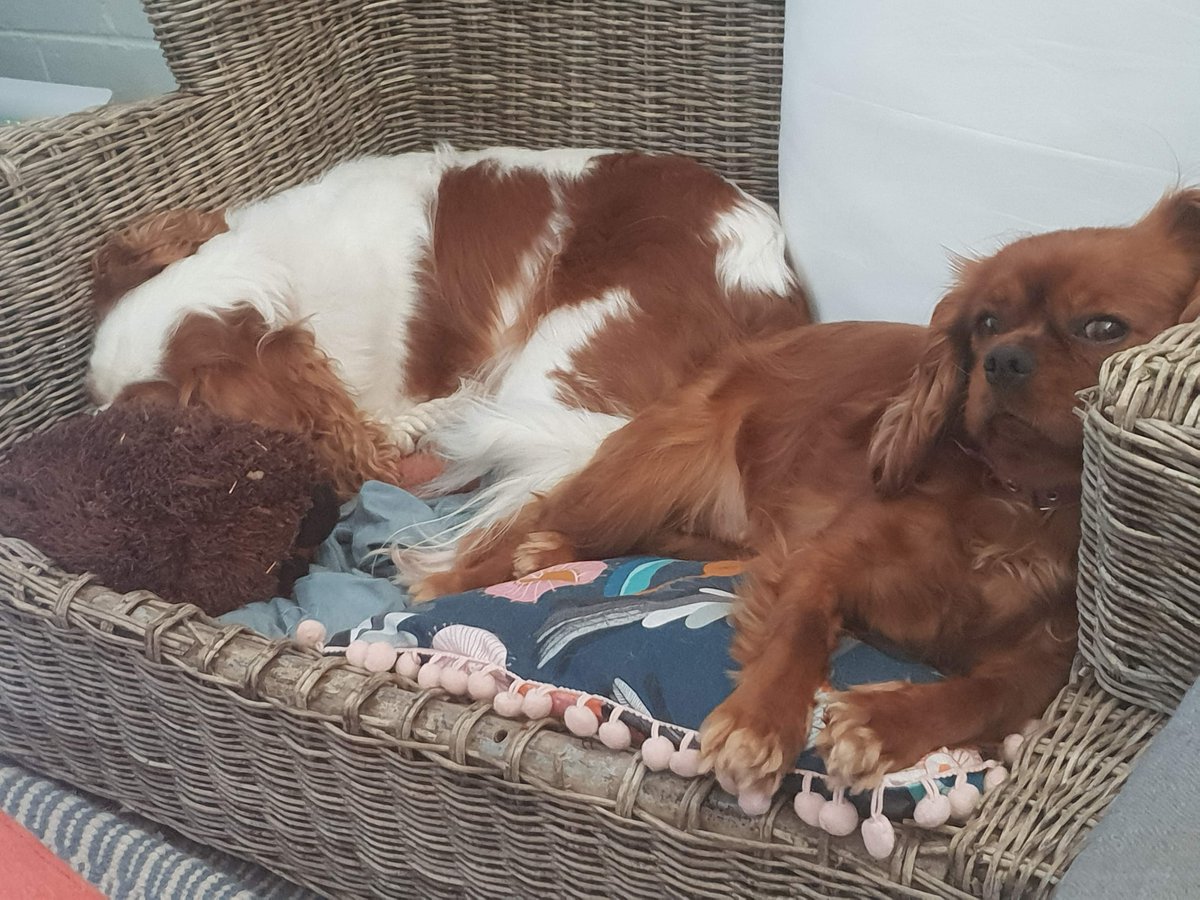 Milo (and Akira!) 🌈 love never ends ♥️ tweet media