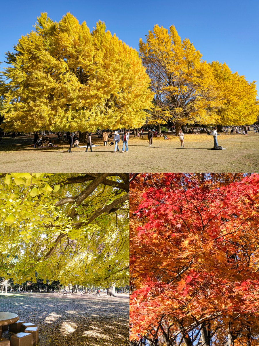flykaysandesu's tweet photo. こんばんは🌙😃❗
何時も有り難うございます。

今日は、#光が丘公園 の紅葉🍁と同公園花壇のお花です。(2W前に撮影)

同公園の名物3本の大銀杏は今年も見事でした。
花壇のお花も綺麗でした。

暖かくしてお過ごし下さい。
おやすみなさい🌃✨ https://t.co/8g0EuYV8yZ