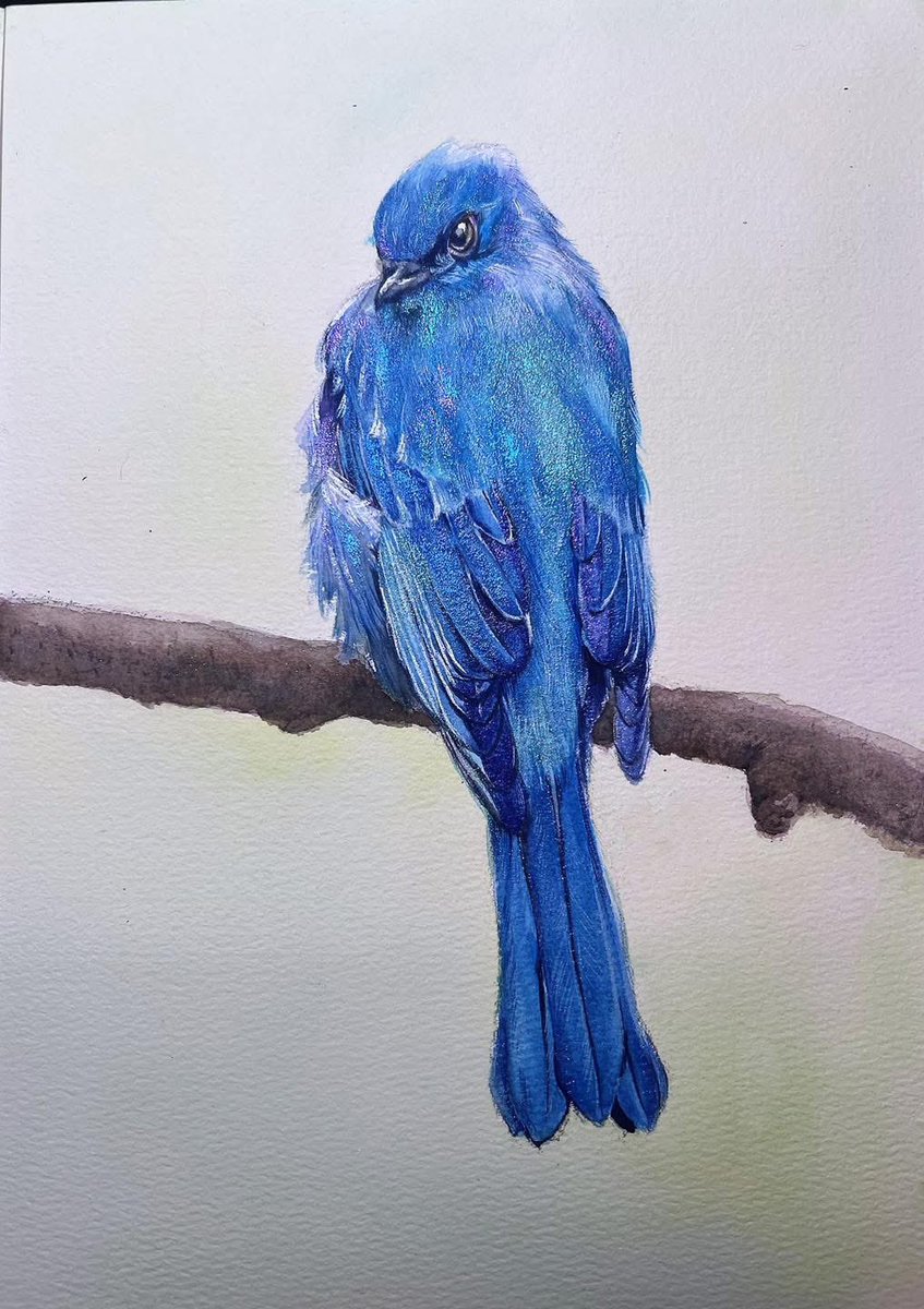WilWoodStudio's tweet photo. Verditer Flycatcher [Eumyias thalassinus ]

Today I tried to make my own pearlescent watercolor and painted this bird that I love! When I first saw it on the top of the mountain, I was deeply attracted by the metallic reflection on its feathers. Since the background was blue sky, I had the impression that it was dark blue, which was different from what we often see in photos. It was so beautiful.
#animallover #wildlife #animalslover #illustration #birds #wild #painting #animals #bird #animalloversunite #animal #Ferret