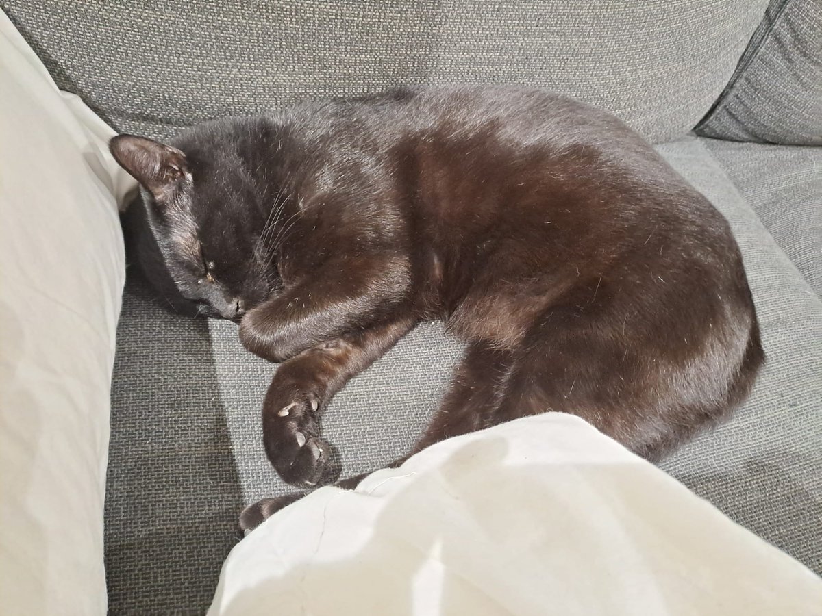 ⚠️Yo no pedí nacer.

Pero tengo que ir por la vida disculpándome por existir.⚠️

Me abandonaron en una perrera donde sufrí muchísimo durante años. Llegué muy resfriado y esquelético pero ya me he recuperado.

Con mis 3 añitos mi vida empezaba a tener sentido al encontrar una