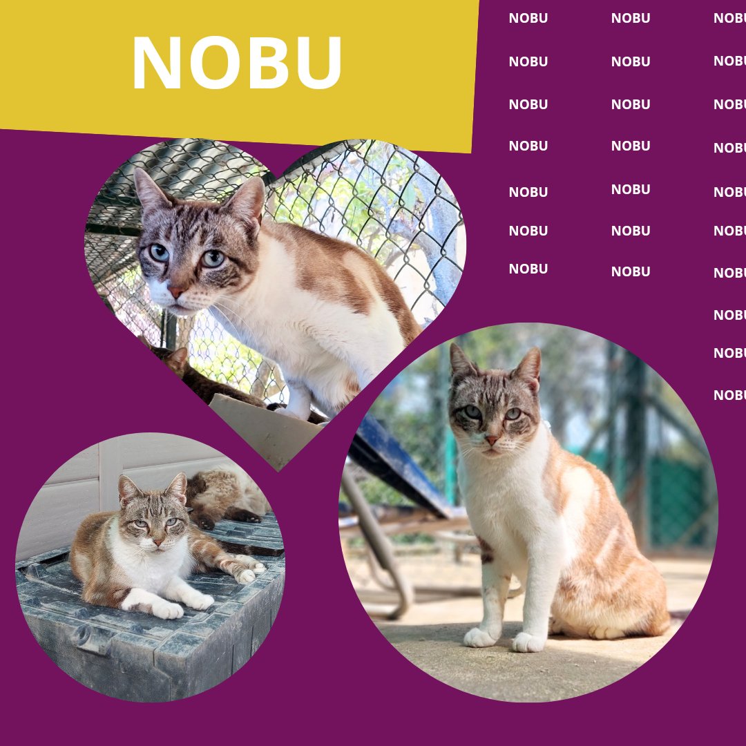 NOBU conquista corazones con sus ojos azules. Aunque es muy tímido, de vez en cuando nos permite acariciarlo, lo que nos llena de esperanza de que pueda encontrar el calor de un hogar💙🏡
adopciones@defensafelina.org
apadrina@defensafelina.org

teaming.net/asociaciondefe…