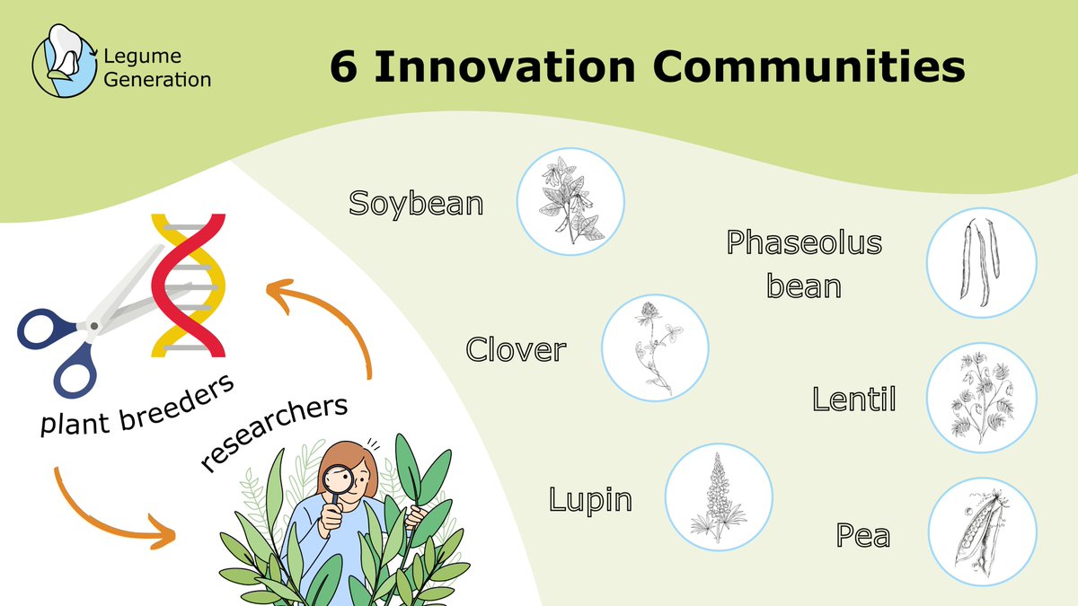 LegumeHubEU's tweet photo. 🫘 The #LegumeGeneration project drives innovation in breeding 6⃣ legume crops by uniting breeders &amp; researchers in Innovation Communities.

🔍Explore their goals, members &amp; why these crops are key for Europe👉 https://t.co/EuvpN09lak

#legumebreeding #EUFarm2Fork #EUGreenDeal https://t.co/kgIUlCuVT7