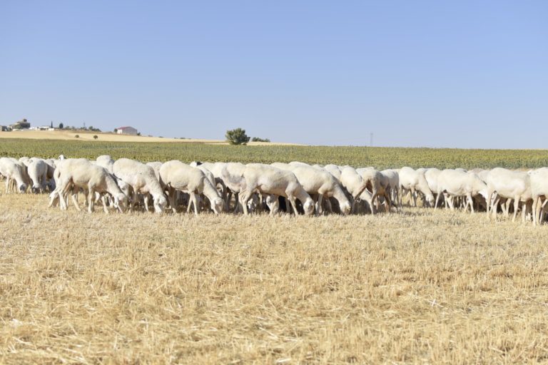 Embalse del Atazar (@membalse2015) on Twitter photo 🐐🐑🐮*NATURALEZA PASTOREADA*
Conocimiento científico existente entre #pastoreo y conservación de la #Biodiversidad
🗒️Referencias bibliográficas que confirman la vinculación entre pastoreo tradicional y conservación de la naturaleza
Vía <a href="/FGlobalNature/">Fundación Global Nature</a>
🌿fundacionglobalnature.org/naturalezapast… 🐐🐑🐮*NATURALEZA PASTOREADA*
Conocimiento científico existente entre #pastoreo y conservación de la #Biodiversidad
🗒️Referencias bibliográficas que confirman la vinculación entre pastoreo tradicional y conservación de la naturaleza
Vía <a href="/FGlobalNature/">Fundación Global Nature</a>
🌿fundacionglobalnature.org/naturalezapast…