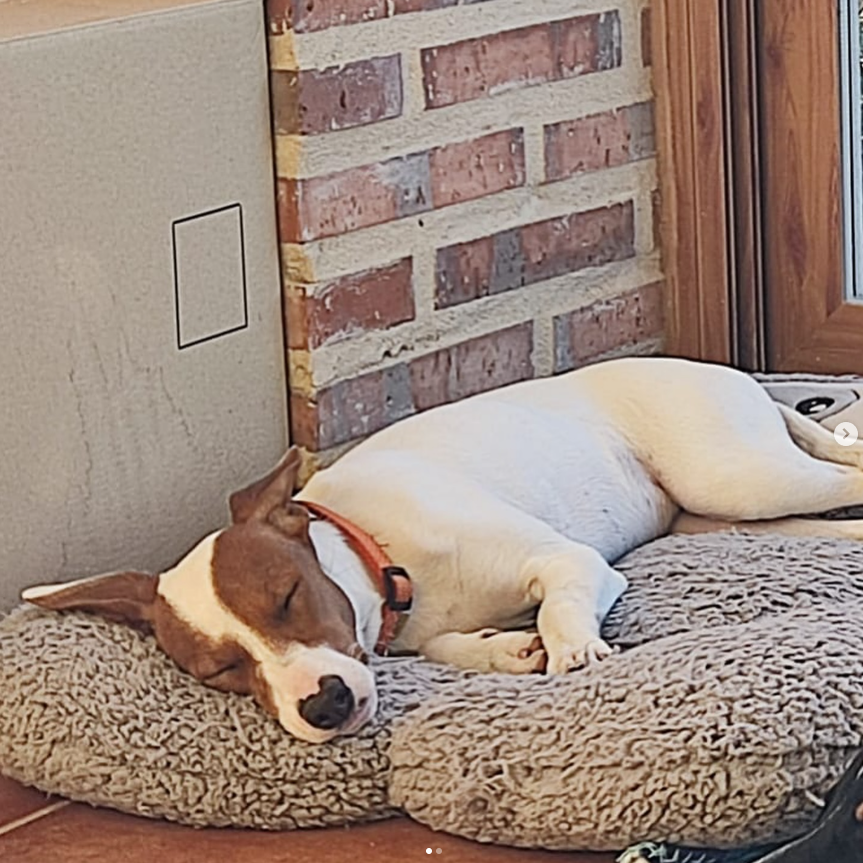 yustin's tweet photo. ‼️ A ver si hay suerte 🙏

Esta perrita se perdió el 8 de diciembre cerca del parque canino de La Vega, en Arroyo de la Encomienda, #Valladolid 

Los dueños están desesperados, ojalá alguien tenga alguna noticia sobre ella 

Mucha suerte Valerie ❤️ https://t.co/ZRDvZLHLIH