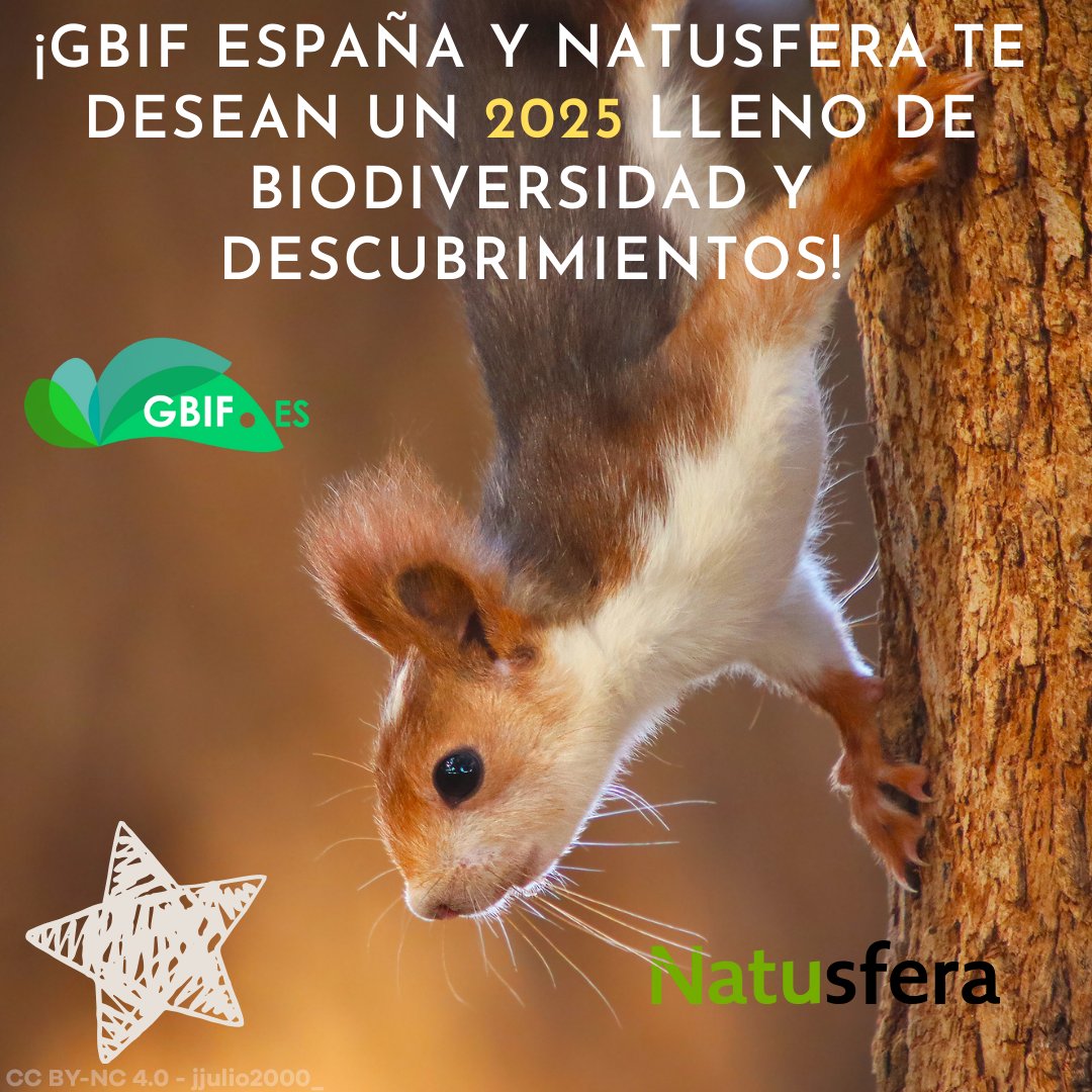 NatusferaEs (@natusferaes) on Twitter photo Desde <a href="/GbifEs/">GBIF España/Spain</a> y Natusfera, queremos desearos unas felices fiestas y un año nuevo en paz, lleno de curiosidad, conocimiento, inteligencia y buenos sentimientos 🥳🎉🌰🐿️ Desde <a href="/GbifEs/">GBIF España/Spain</a> y Natusfera, queremos desearos unas felices fiestas y un año nuevo en paz, lleno de curiosidad, conocimiento, inteligencia y buenos sentimientos 🥳🎉🌰🐿️