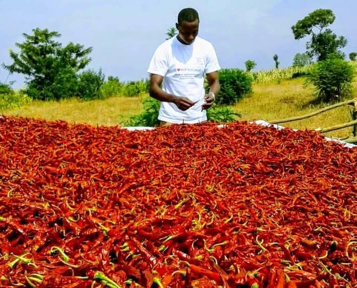 officialbakarr's tweet photo. Meet Diego Dieudonne, a young Rwandan entrepreneur and pepper farmer. 

He is the founder of Gashora Farm, an agricultural company producing chili pepper 🌶 

His farm, Gashora Farm, operates on 255 hectares of land and collaborates with a network of 1,000 supplier farmers. https://t.co/dNeu622TMj