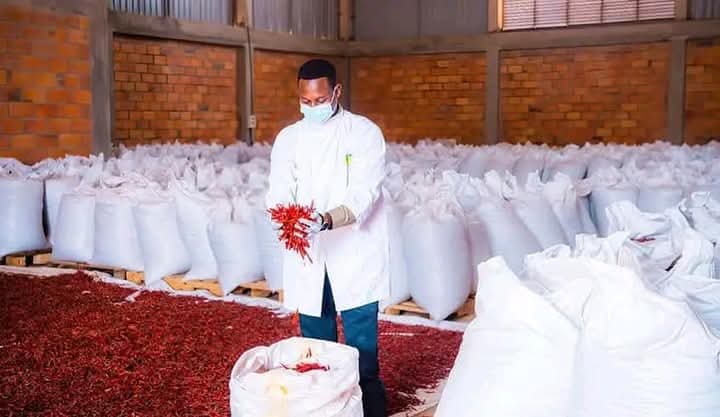 officialbakarr's tweet photo. Meet Diego Dieudonne, a young Rwandan entrepreneur and pepper farmer. 

He is the founder of Gashora Farm, an agricultural company producing chili pepper 🌶 

His farm, Gashora Farm, operates on 255 hectares of land and collaborates with a network of 1,000 supplier farmers. https://t.co/dNeu622TMj