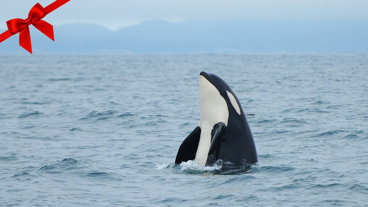 It’s not too late to find the perfect gift for the ocean lover in your life!

Symbolically adopt a killer whale through the Ocean Wise Killer Whale Adoption Program and make a lasting impact. 

Adopt here: bit.ly/3B1C6iV