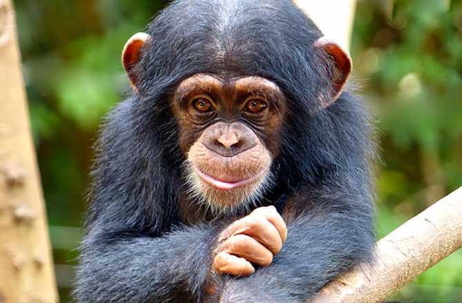 VoyagesAfriq's tweet photo. #VoyagesAfriq Experience the wild charm of Sierra Leone at Tacugama Chimpanzee Sanctuary!

Nestled in lush forests, it's a haven for rescued chimps and eco-adventures.

Relish guided tours, tranquil nature walks &amp; the magic of conservation.
#VisitSL

https://t.co/7ruB6QyrW8 https://t.co/D8knHxNEG7