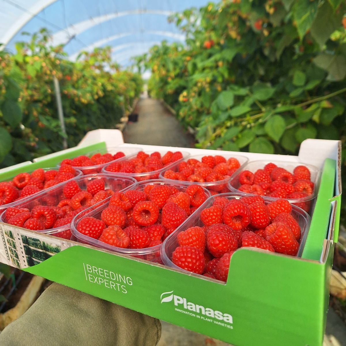planasa_group's tweet image. Yes, we love #raspberries! 😍

This is how delicious they looked this morning at our R&amp;amp;D centre in Cartaya (#Spain). 🌱🌱

Do you want to know more about #Planasa portfolio of #raspberry varieties? 👇
planasa.com/t-raspberry/

#agriculture #varieties #quality #fruits