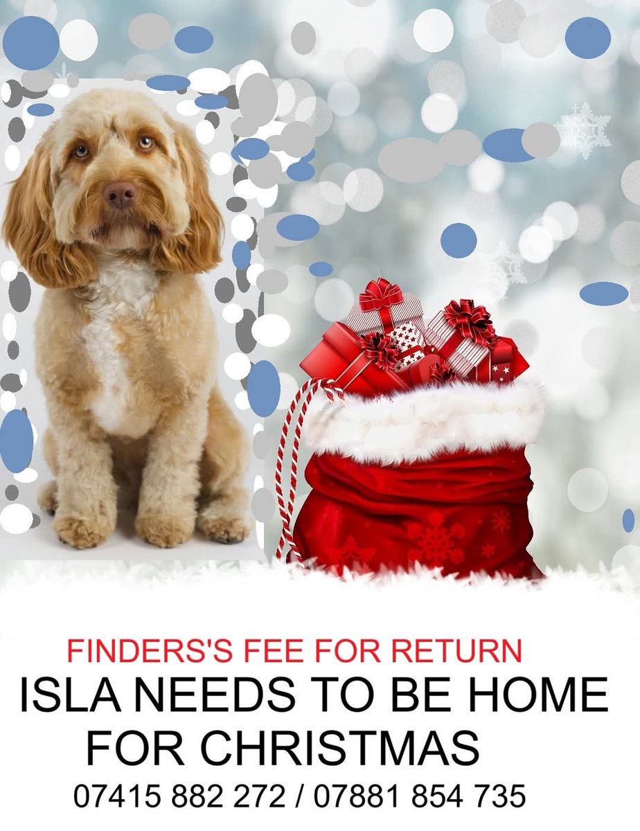 MissingPetsGB's tweet photo. 🐕 Please share to help get cockapoo ISLA home to her two little humans for Christmas. 
Isla's mum misses her so much and is desperate to get her home.
Isla was lost in countryside near Aberdeen but could be miles away now. https://t.co/f7NHCrf2Uj