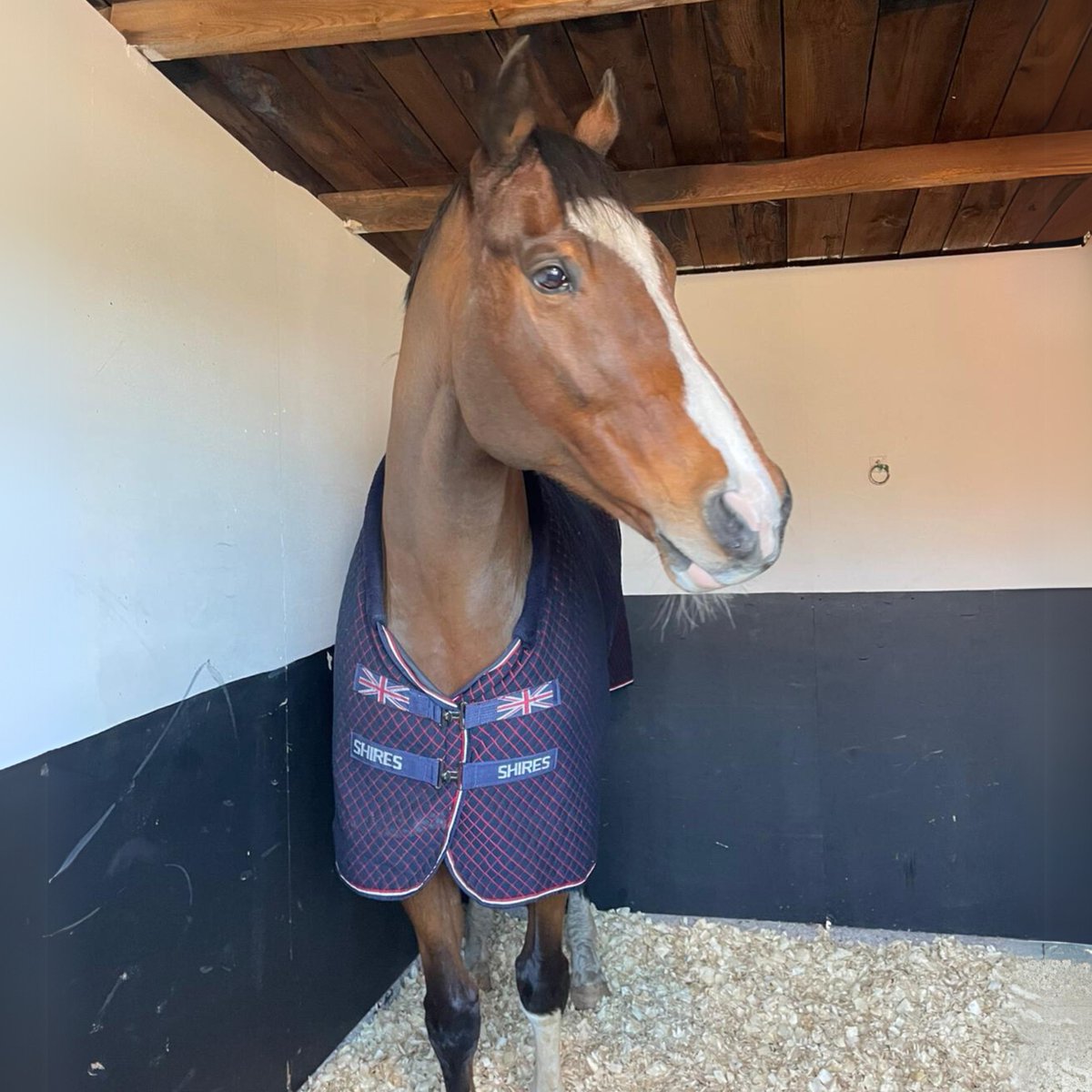 Best of luck to Sense Of Worth (8yo), racing today at 1:45 in Southwell over 1m3f.

Jockey: Dale Swift
Trainer: Seb Spencer
Owner: The Ya Mon Partnership

🐴🐴🐴