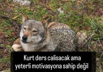 Turkish Memess (@memessturca) on Twitter photo 
