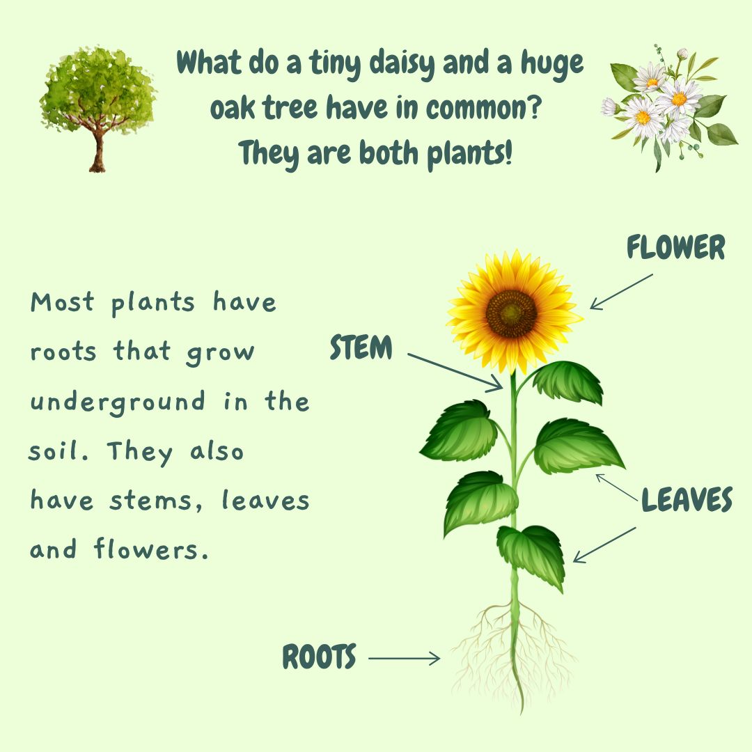 RubyTuesdayBks's tweet image. 🌿✨Be a Plant SCIENTIST🔬🌱

#booksforchildren #booksforkids #bookstagram #childrensbooks #childrensbookstagram #childrensbookstagrammar #ChildrensNonFiction #EYFSscience #EYFSteachersofinstagram #KeyStage1 #KeyStage1Science #KidsBookshelves #kidsbookstagram #kidswhoreadsucceed
