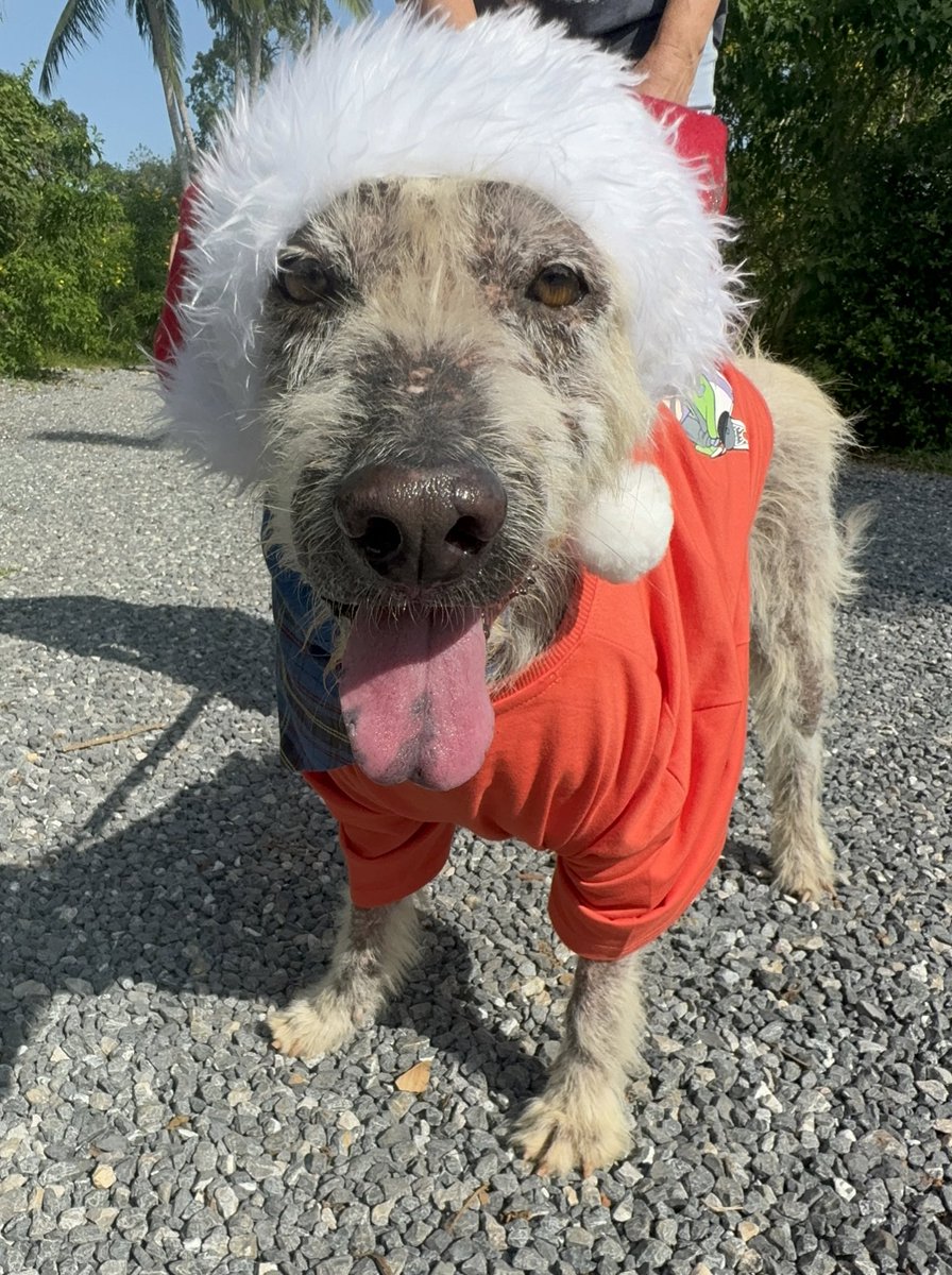 Niall Harbison tweet media