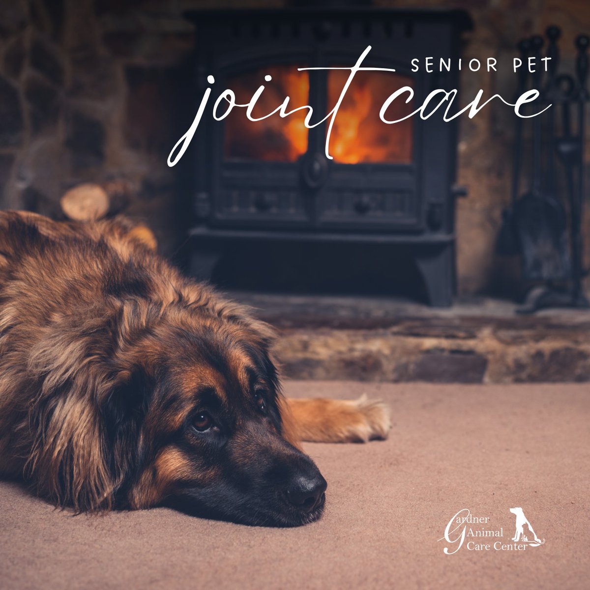 GACCVet's tweet photo. Winter can be tough on senior pets’ joints! ❄️🐾 Cold weather can make arthritis and joint pain worse, so be sure to provide extra comfort with cozy bedding, joint supplements, and gentle exercise💙 #SeniorPetCare #JointHealth #WinterPetTips https://t.co/nRFmw5LQ9a