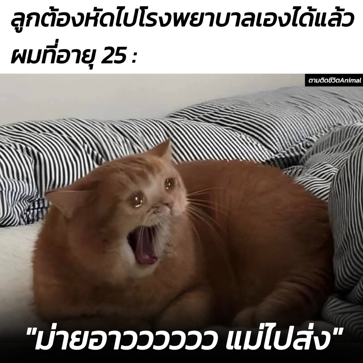 ตามติดชีวิตAnimal tweet media