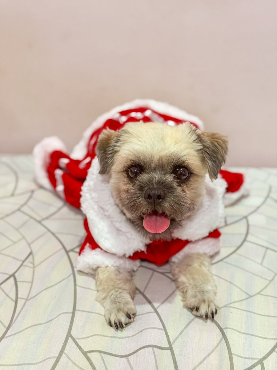 jzeldiaz's tweet photo. Buffy as Mrs. Claus.🐶🐾 🧑‍🎄 https://t.co/xH1YUPLAng