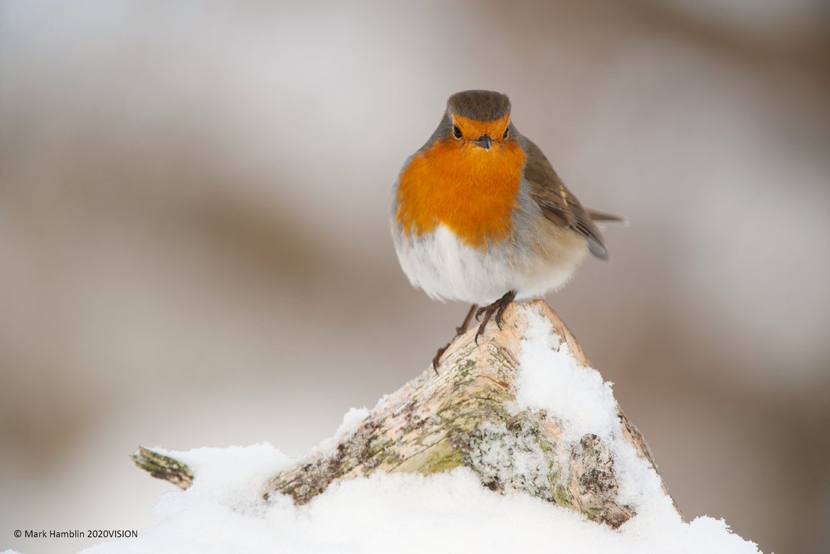 Merry Christmas and Season's Greetings - Beannachdan na h-Aimsire - to all our brilliant followers and supporters. ❄️

We hope you all have a wonderful festive period filled with joy and just a bit of nature's magic in there too!🎄

#Scotland #wildlife