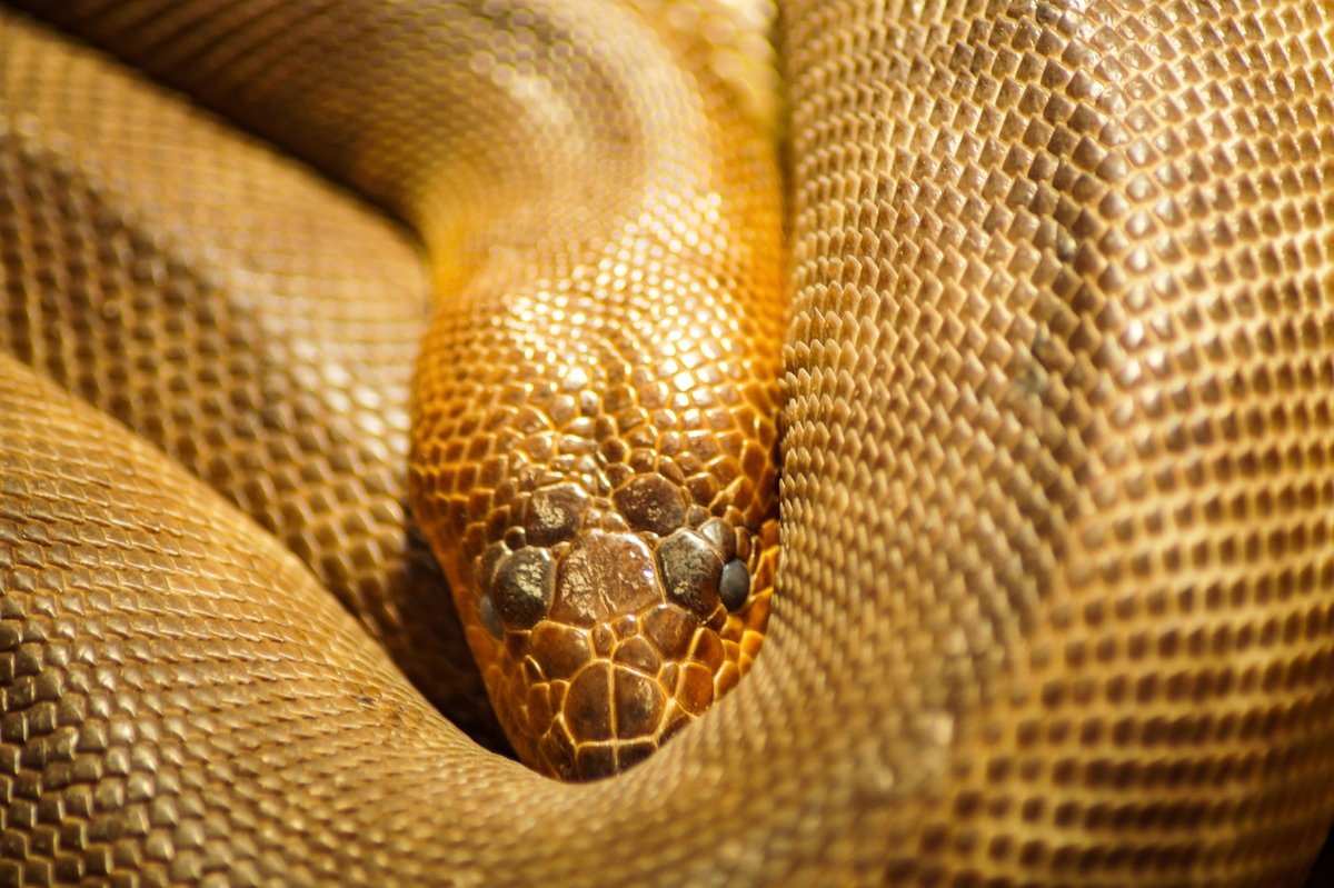 WoolfyRules's tweet photo. @Yennii56 #Snake2025 is killing it

Below 200k mcap. 

Huge marketing budget and plans.  CA: 5DXrzEo4aGgtZRqDxFDcsp95hCakAJKi642gerppump https://t.co/QuHKKmdeKn