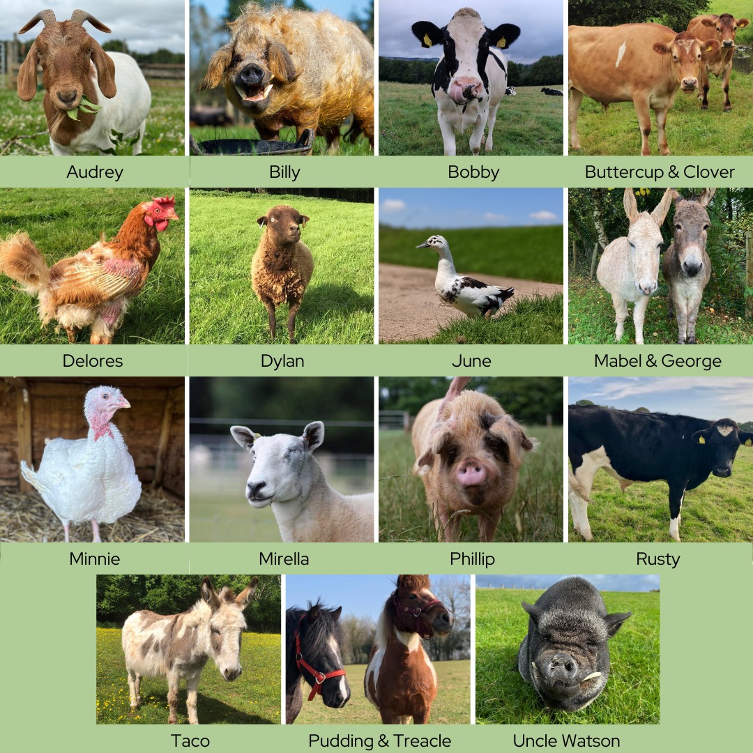 Christmas is officially around the corner!❄️

Struggling to find the perfect gift? We’ve got you covered🎁 Virtually sponsoring one of our residents (see picture) for just £25 makes a perfect present whilst supporting our sanctuary. Link below🎄

deanfarmtrust.org.uk/sponsor/