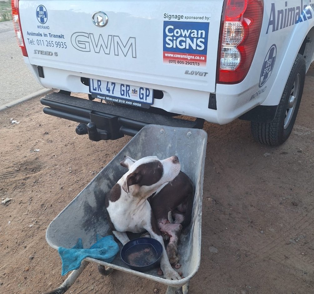 𝗔 𝗛𝗲𝗮𝗿𝘁𝗯𝗿𝗲𝗮𝗸𝗶𝗻𝗴 𝗦𝗲𝗿𝗶𝗲𝘀 𝗼𝗳 𝗔𝗻𝗶𝗺𝗮𝗹 𝗥𝗲𝘀𝗰𝘂𝗲𝘀, 𝗮𝘀 𝘄𝗲 𝗲𝗻𝘁𝗲𝗿 𝘁𝗵𝗲 𝗵𝗼𝗹𝗶𝗱𝗮𝘆 𝘀𝗲𝗮𝘀𝗼𝗻 

facebook.com/share/p/1BLtF5…

#MidrandSPCA #allanimalsmatter