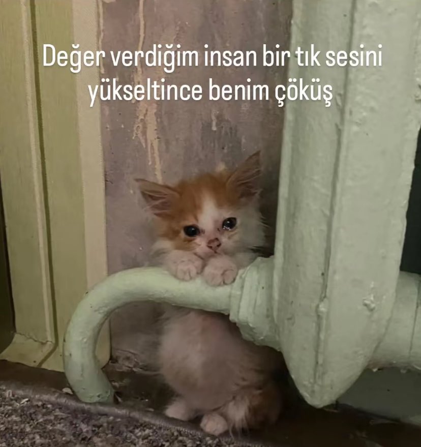 Alya (@alyareckles) on Twitter photo 