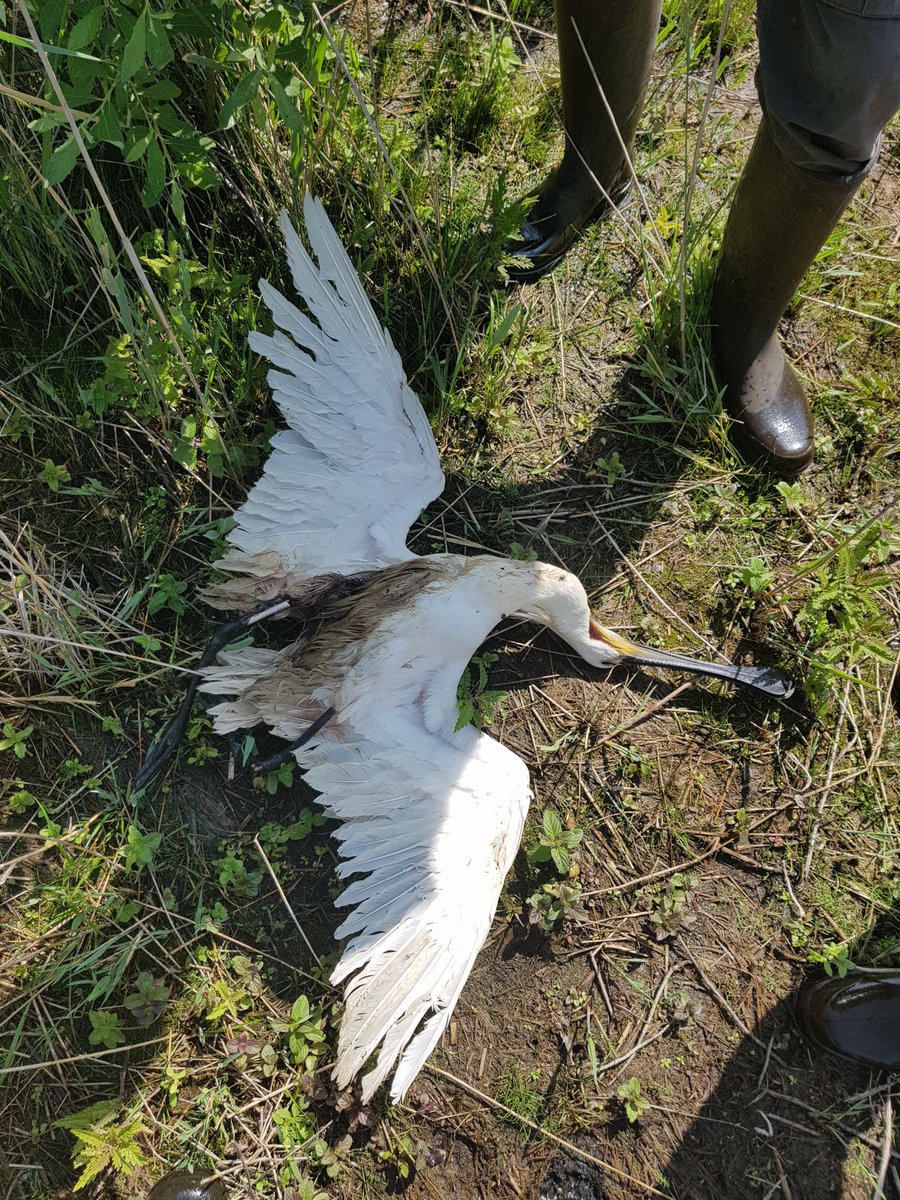 Vogelbescherming NL tweet media