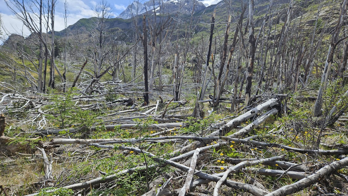 Never light a fire in a forest! In 2011, an Israeli trekker on the W trek  in Torres del Paine park, burnt his toilet roll and this set off a fire  which, image size:1200x676