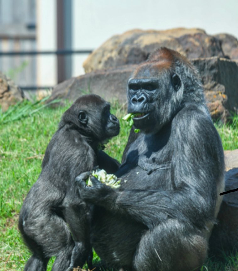 Lisa P. Barrett tweet media