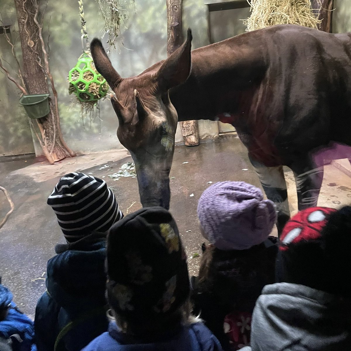 skolamachov's tweet image. ZOO 🦒🦍🐧
Společný výlet 1., 2., 3. a ježečkové třídy do @safariparkdvurkralove . Tady ještě pár fotek ježečků.
#skola #skolka #vylet #zoo #school #kindergarten