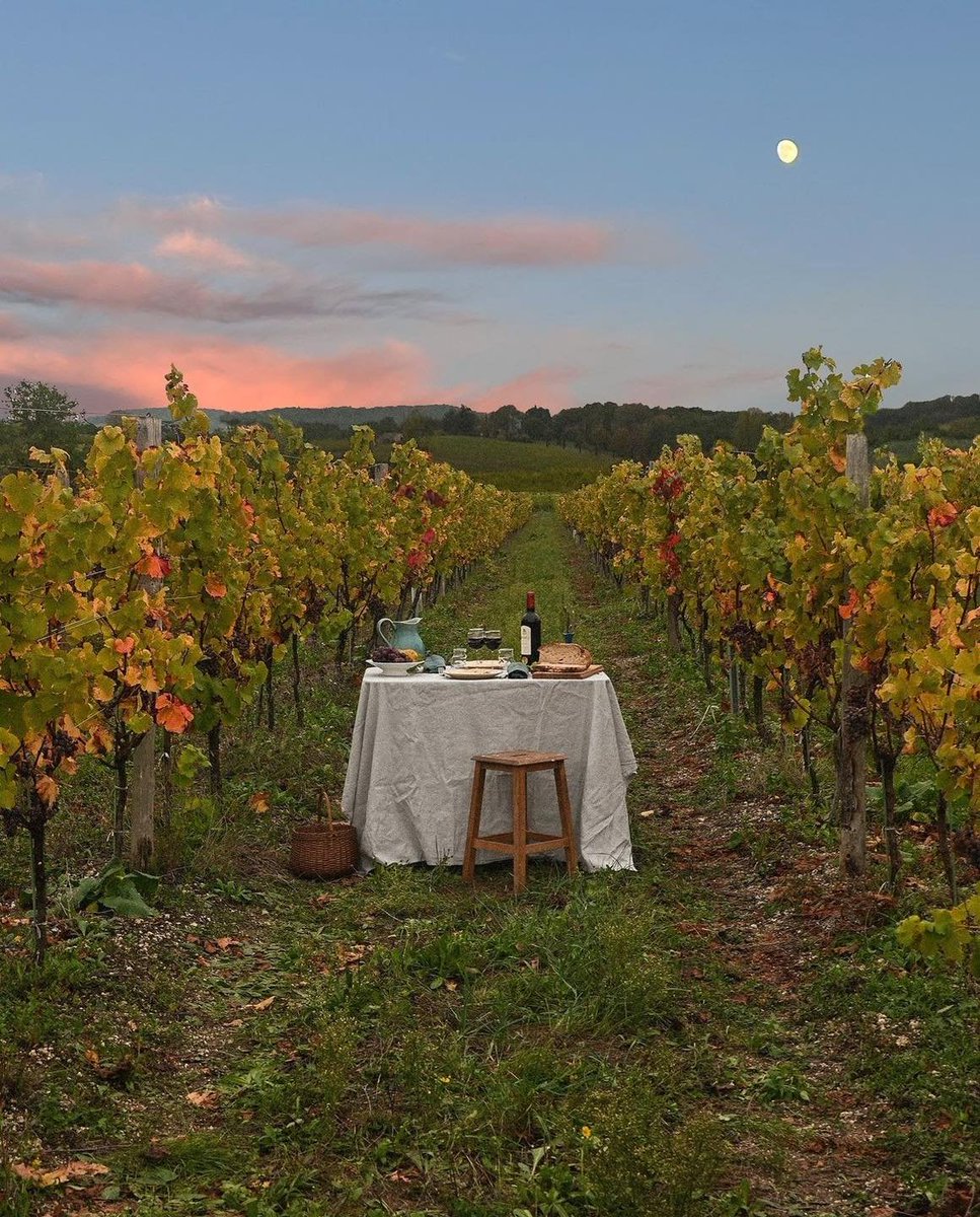 artindetails's tweet photo. dinner in vineyard 🍷 https://t.co/iEN0xG751E
