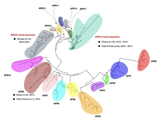 Our latest study is live on bioRxiv 🥳🎊
In this study, @PulseNet_Africa leverages Nanopore sequencing to:
🧬Characterise Vibrio cholerae lineages
 ⚠️Map antimicrobial resistance
 🌟Strengthen genomic capacity in Africa
Read here: shorturl.at/tpUQO #Cholera #AMR #Genomics