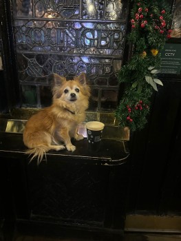 Animal Adoptions UK 🐕🦺🐈🐎❤️ (@adoptionsuk) on Twitter photo Happy news!! Elderly Coco, stolen in Mayfair #LONDON has been found and is safe!!! #UK
😀😀😀😀😀😀😀😀😀😀😀
doglost.co.uk/dog-blog.php?d…
Thank you so much to everyone who shared to help her get home 🐶🏡❤️🎖️
#dogs <a href="/MissingPetsGB/">Missing Pets GB</a> Happy news!! Elderly Coco, stolen in Mayfair #LONDON has been found and is safe!!! #UK
😀😀😀😀😀😀😀😀😀😀😀
doglost.co.uk/dog-blog.php?d…
Thank you so much to everyone who shared to help her get home 🐶🏡❤️🎖️
#dogs <a href="/MissingPetsGB/">Missing Pets GB</a>