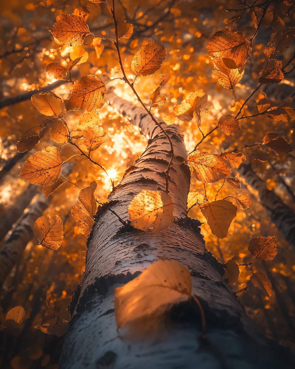 earthcurated's tweet photo. 🍂 https://t.co/BYxGF0SGvI